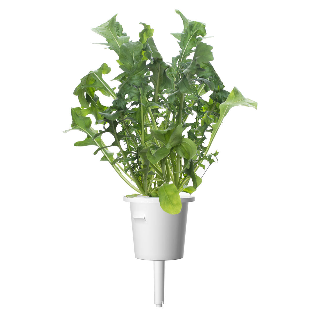 Arugula Plant Pods 9-pack / Arugula (Vesicaria sativaat) plant pod - Click & Grow jardín interior 