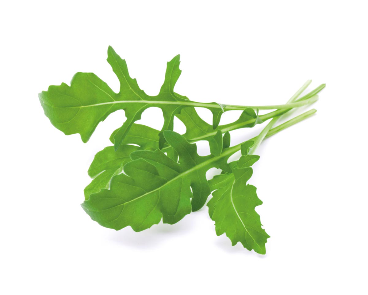 Arugula Plant Pods 9-pack / Rúcula Planta Vainas 9-pack