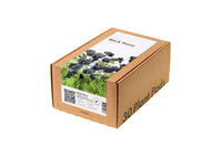 Black Pansy 30-pack / Pensamiento negro 30-pack