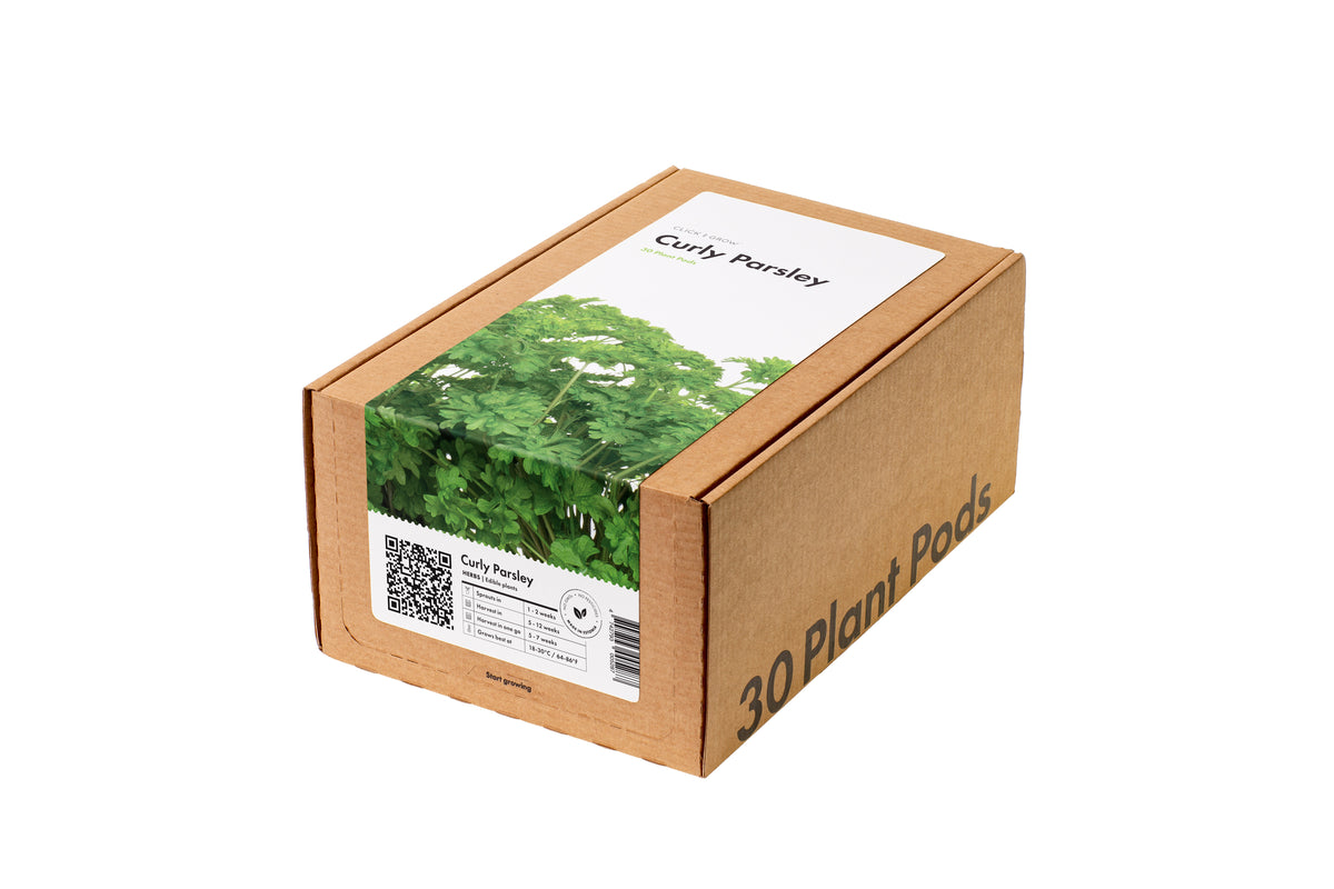 Paquete de 30 perejil rizado / Curly Parsley 30-pack