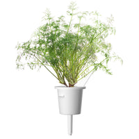 Eneldo 30-pack / Eneldo (Anethum graveolens) vaina de la planta - Click & Grow jardín interior - cultivar eneldo en casa