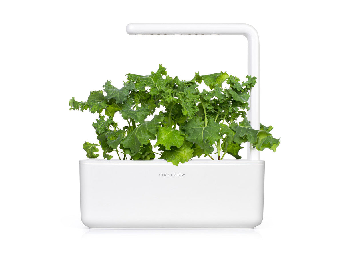 Green Kale Plant Pods 9-pack / Col Verde en Vainas 9-pack