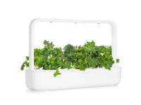 Green Kale Plant Pods 9-pack / Col Verde en Vainas 9-pack