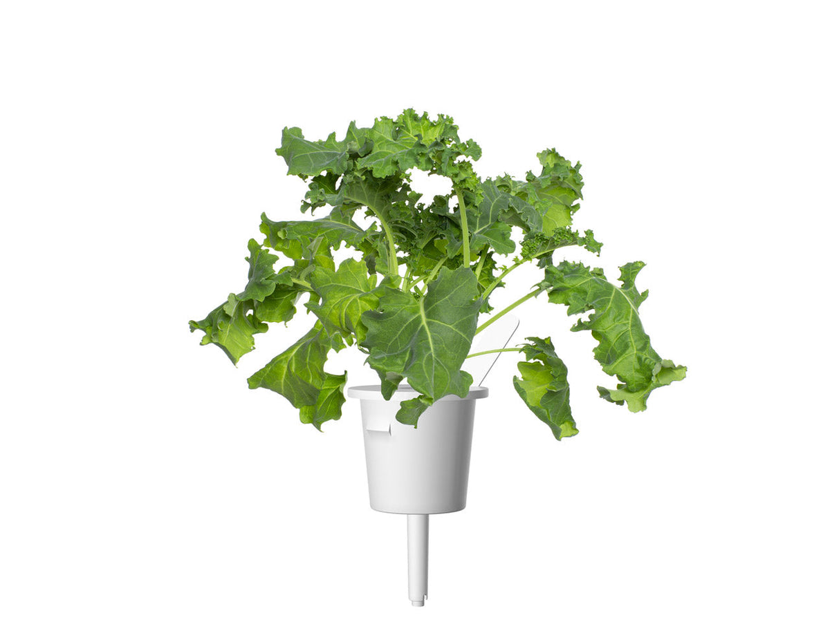 Paquete de 30 coles verdes / Green Kale 30-pack