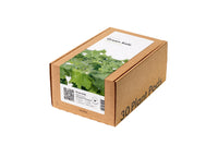 Paquete de 30 coles verdes / Green Kale 30-pack