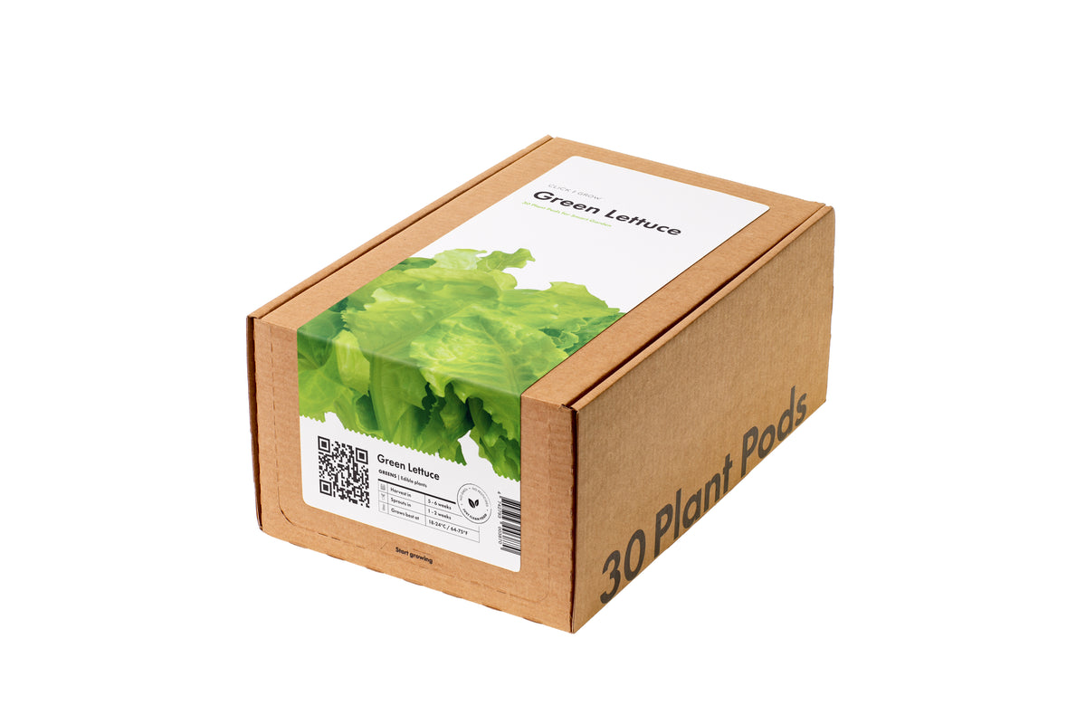 Lechuga verde paquete de 30 / Lechuga verde paquete de 30