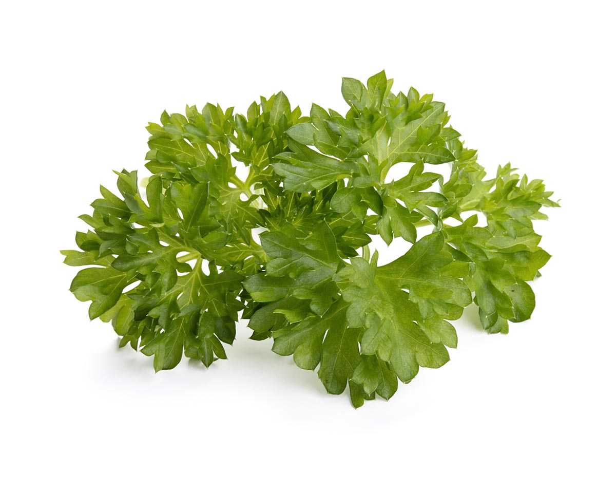 Paquete de 30 perejil rizado / Curly Parsley 30-pack