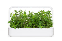 Peppermint Plant Pods 9-pack / Vainas de menta 9-pack