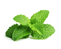 Peppermint Plant Pods 9-pack / Vainas de menta 9-pack