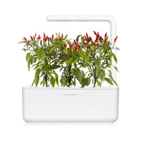 Piri Piri Chili Pepper Plant Pods 9-pack / Piri Piri Chili Pepper cultivar chile en casa Click & Grow jardín interior