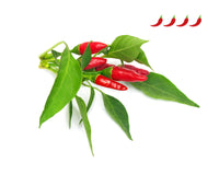 Piri Piri Chile Pepper Plant Pods 9-pack / Piri Piri Chile Pepper Plant Pods 9-pack