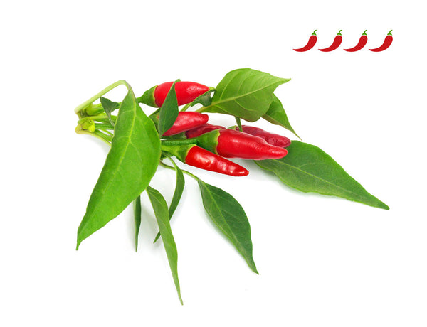 Piri Piri Chile Planta Vainas 9-pack