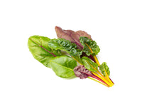 Rainbow Chard Plant Pods 9-pack / Acelgas Arco Iris en vaina 9-pack