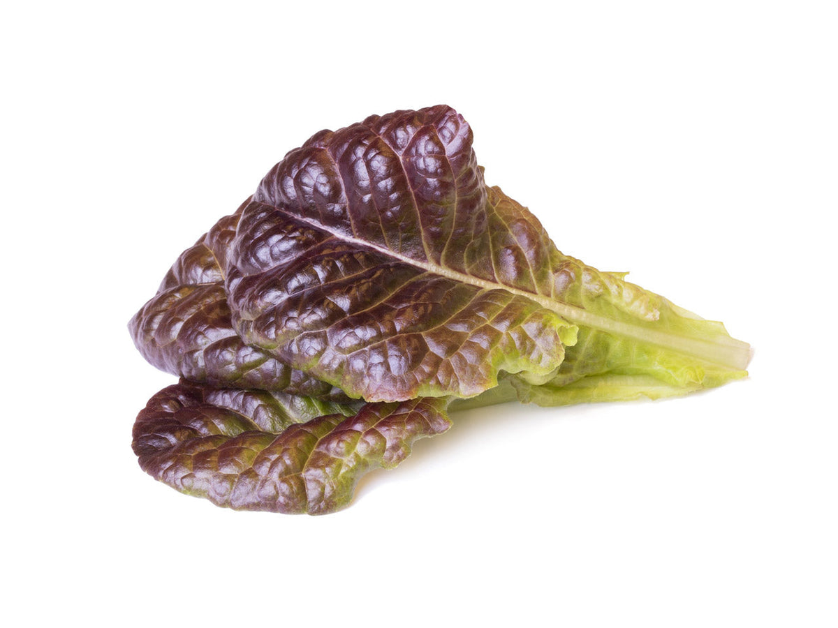 Lechuga roja en vainas de 9 unidades / Red Lettuce Plant Pods 9-pack