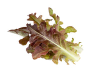 Red Oakleaf Lettuce Plant Pods 9-pack / Vainas de lechuga roja de hoja de roble 9-pack