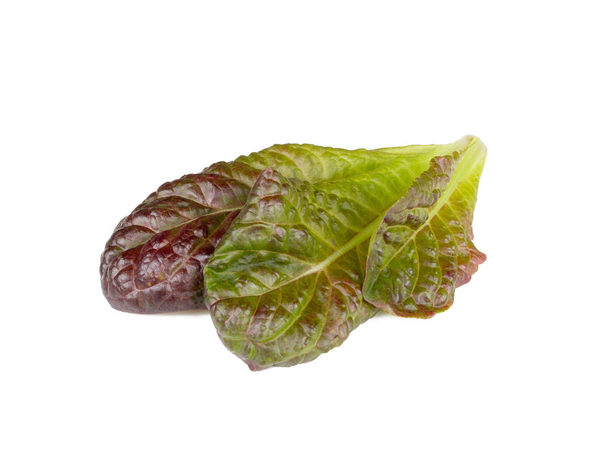 Lechuga romana roja en vainas de 9 unidades / Red Romaine Lettuce Plant Pods 9-pack