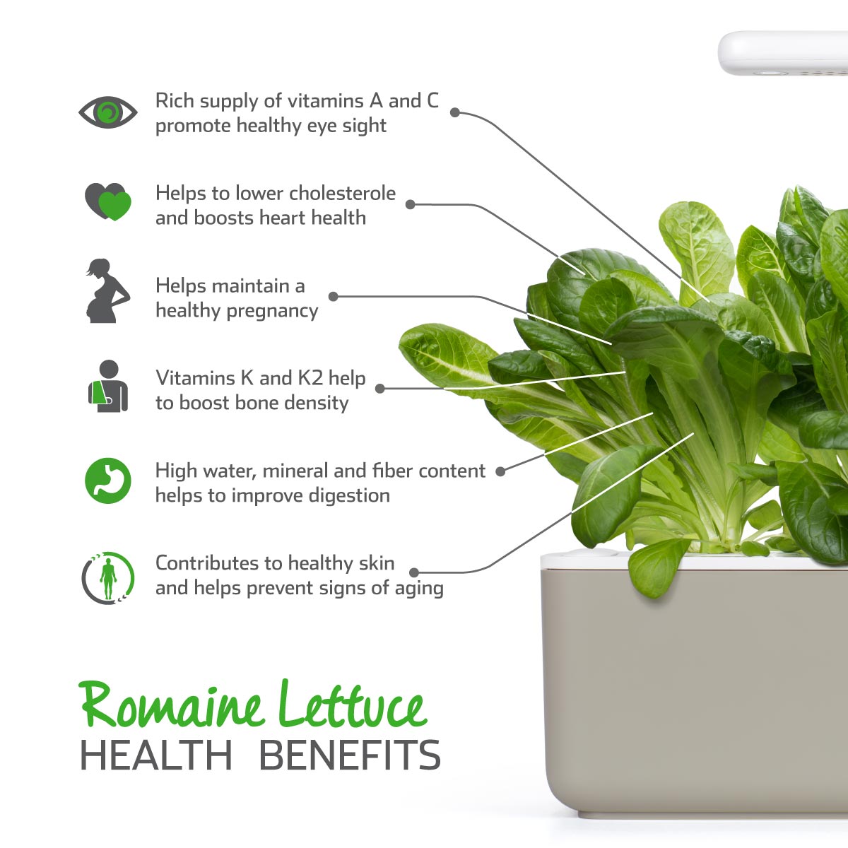 Lechuga romana en vainas paquete de 9 / Lechuga romana (Lactuca sativa) beneficios para la salud