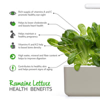 Lechuga romana en vainas paquete de 9 / Lechuga romana (Lactuca sativa) beneficios para la salud