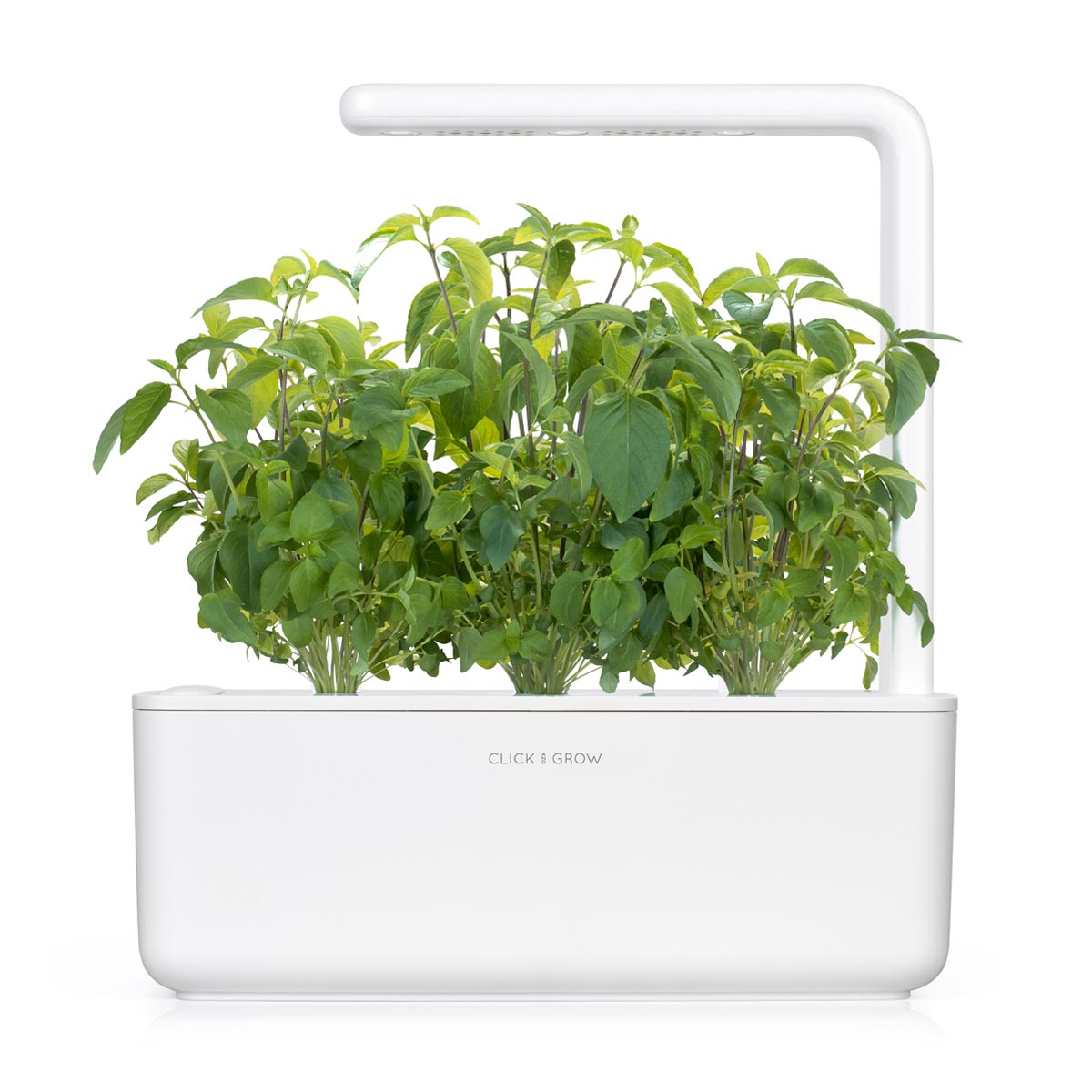 Albahaca tailandesa en vainas paquete de 9 / Albahaca tailandesa (Ocimum basilicum) cápsula - Click & Grow jardín interior