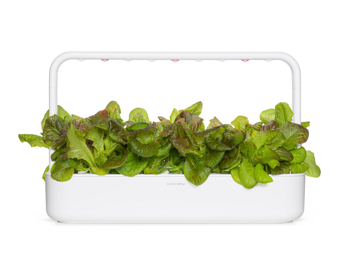 Lechuga roja en vainas de 9 unidades / Red Lettuce Plant Pods 9-pack