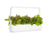 Lechuga roja en vainas de 9 unidades / Red Lettuce Plant Pods 9-pack