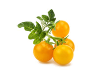 Mini Tomate Amarillo Vainas de plantas 9-pack / Mini Tomate - Cultivar superalimentos en casa en un jardín interior.