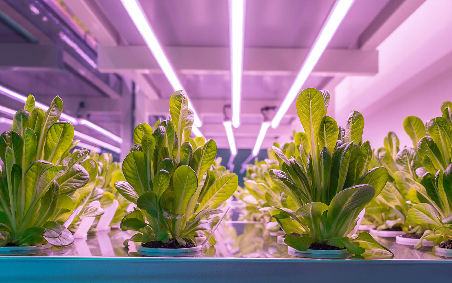 Click & Grow - Los principales innovadores de la jardinería de interior y la sostenibilidad alimentaria