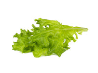 Oakleaf Lettuce Plant Pods 9-pack / Oakleaf Lettuce Plant Pods 9-pack