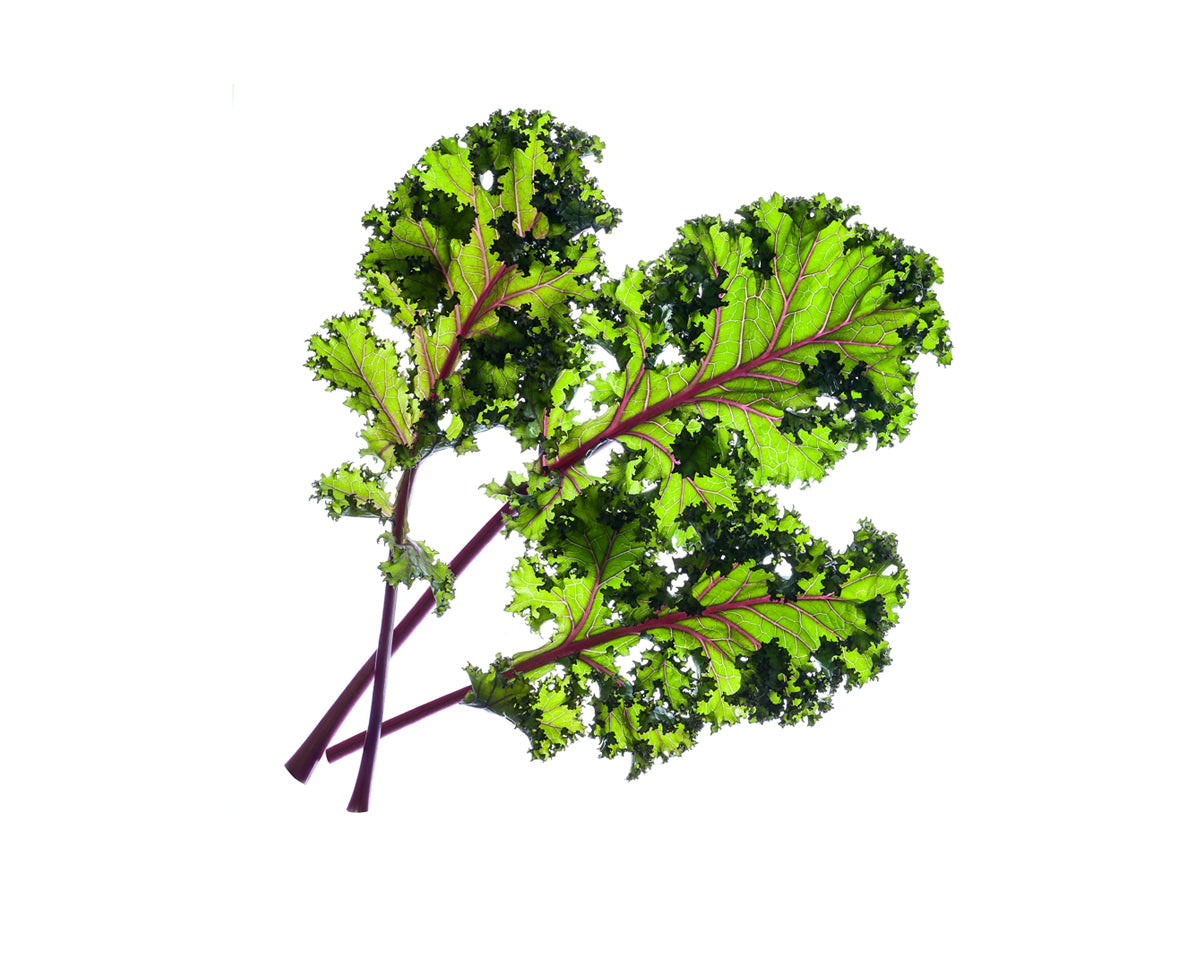 Red Kale Plant Pods 9-pack / Red Kale (Brassica oleracea) capsule - Click & Grow indoor garden