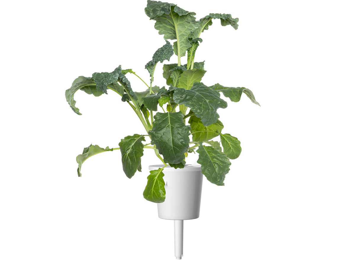 Italian Kale Plant Pods 9-pack / Italian Kale Plant Pods 9-pack