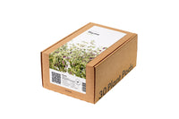 Thyme 30-pack / Thyme 30-pack