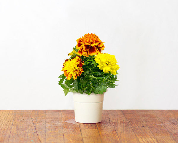 marigold plant in pot