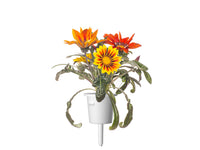 Gazania Plant Pods / Gazania Plant Pods