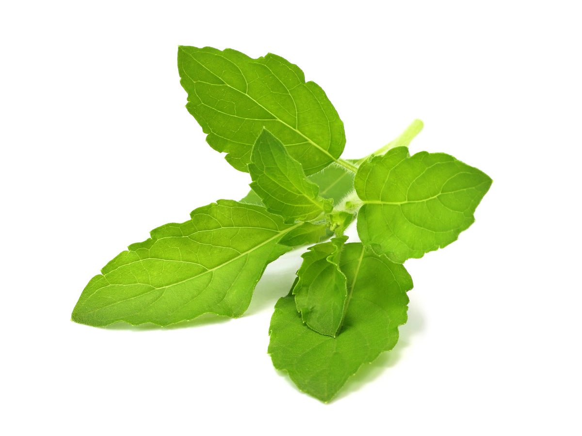 Holy Basil Tulsi Plant Pods for Click & Grow Indoor Herb Gardens