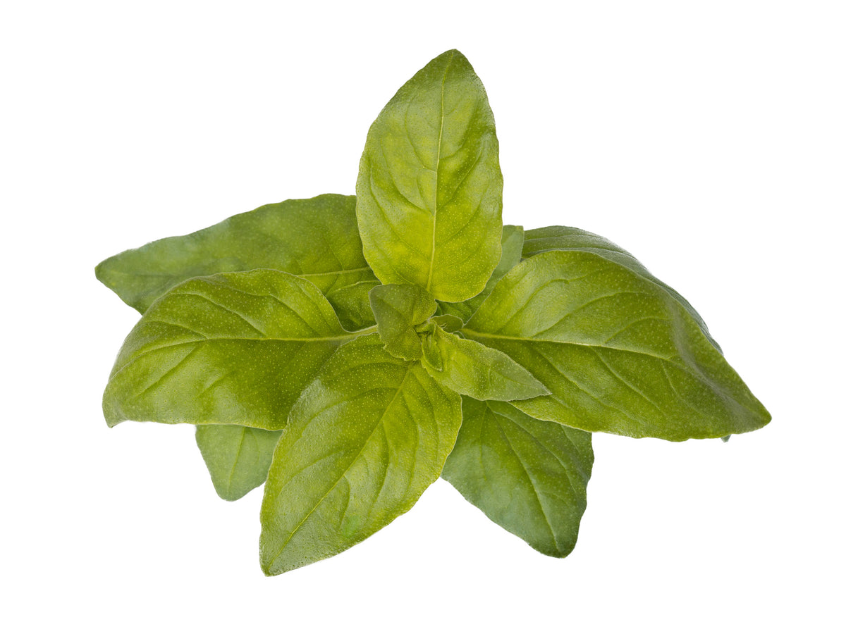 Lime Basil Plant Pods | Click & Grow