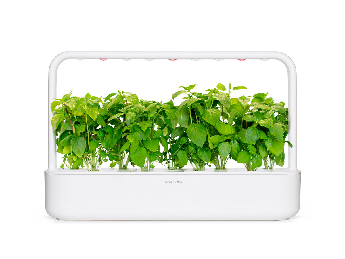 Cinnamon Basil Plant Pods | Click & Grow