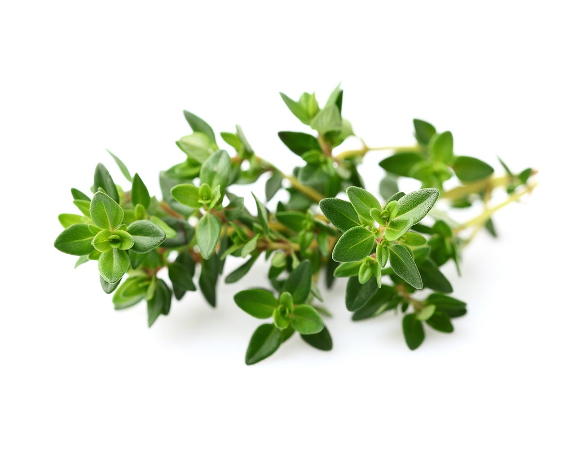 Thyme Plant Pods / Thyme Plant Pods