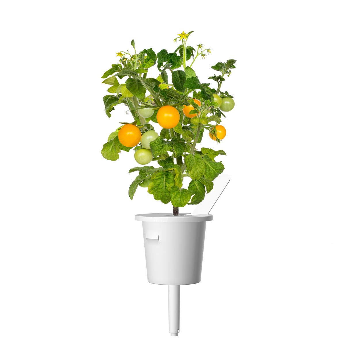 https://www.clickandgrow.com/cdn/shop/products/Yellow-Tomato-Capsule-1200x1200_5074de0b-a36c-47ed-a4f1-5e805e3cf8ed.jpg