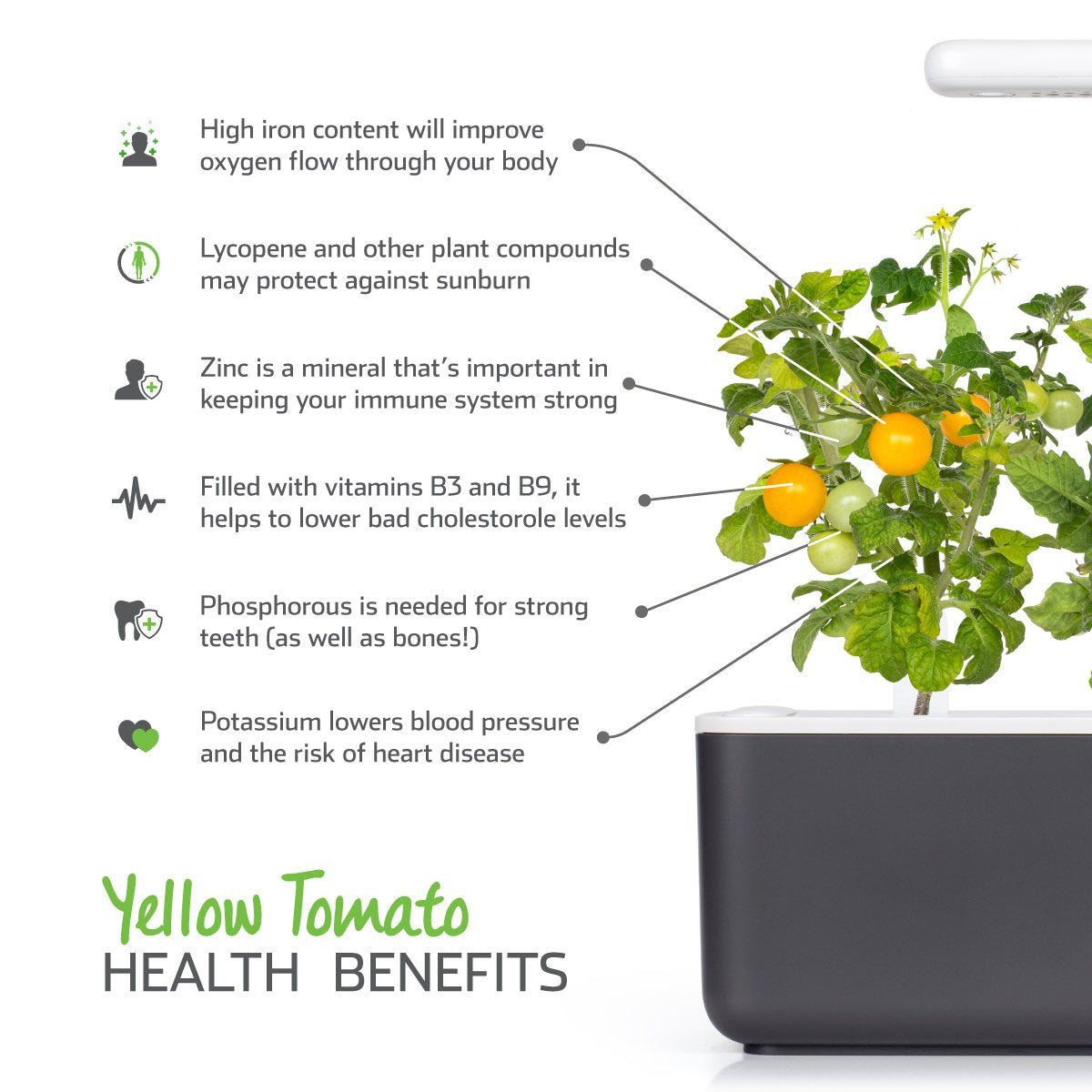 https://www.clickandgrow.com/cdn/shop/products/Yellow-Tomato-Health-Benefits-1200x1200_0d4767f0-b5db-4ac0-9f57-94e779e590c8.jpg