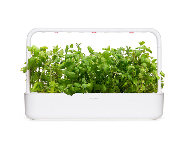 Apple Mint Plant Pods | Click & Grow