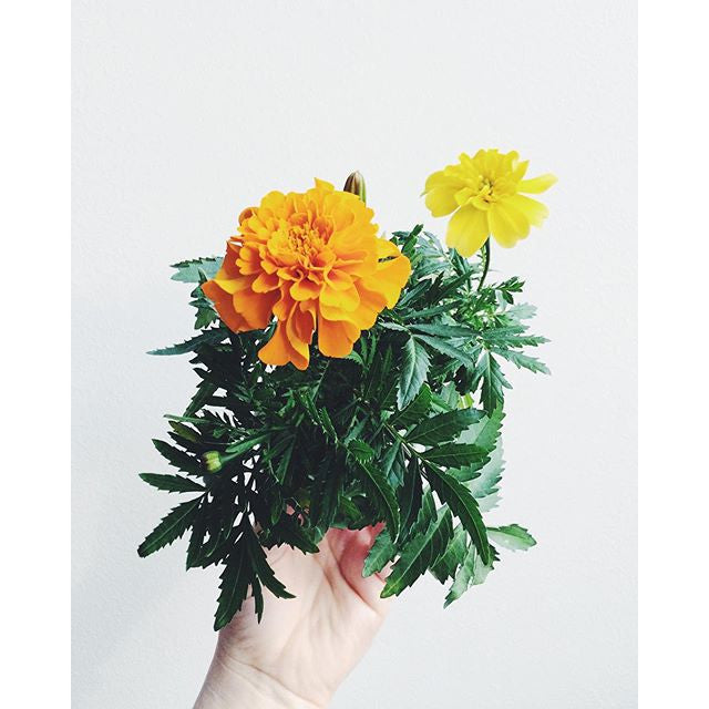 marigold plant in pot