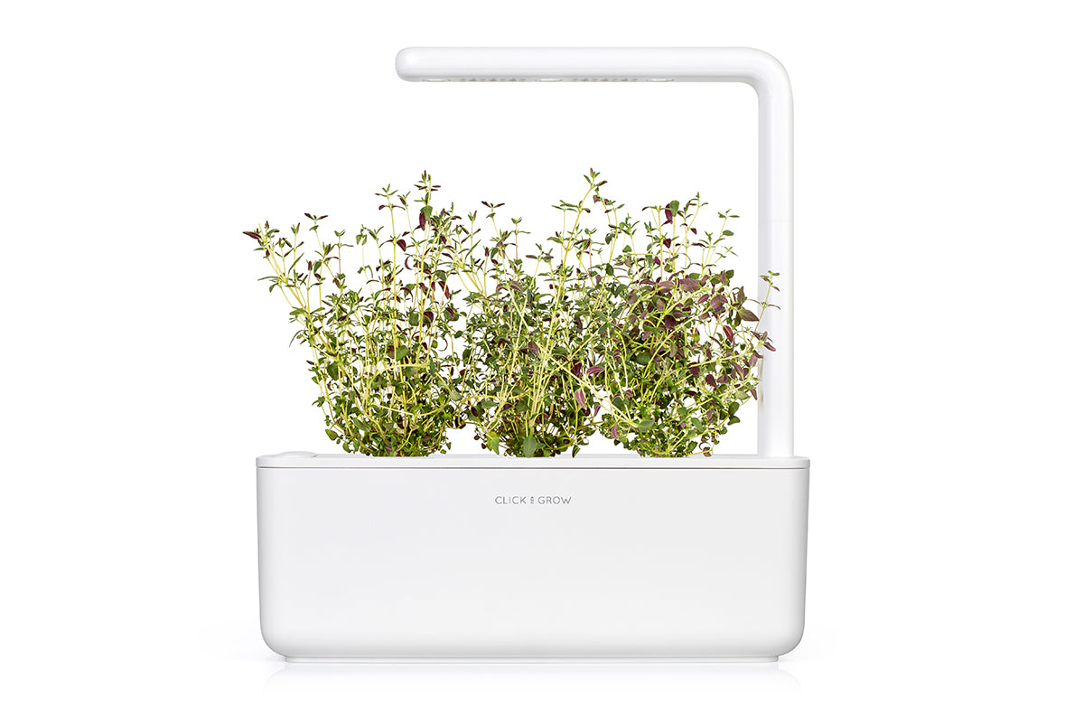 Thyme Plant Pods | Click & Grow