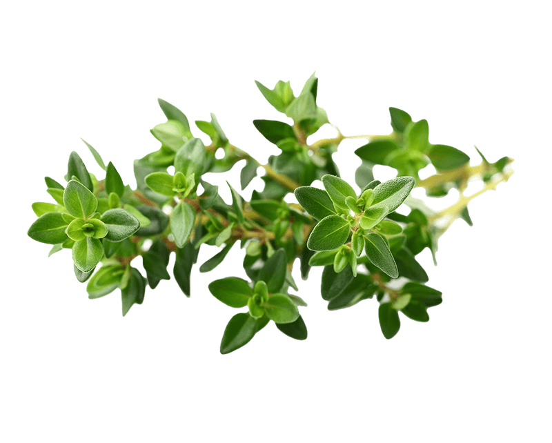 Thyme